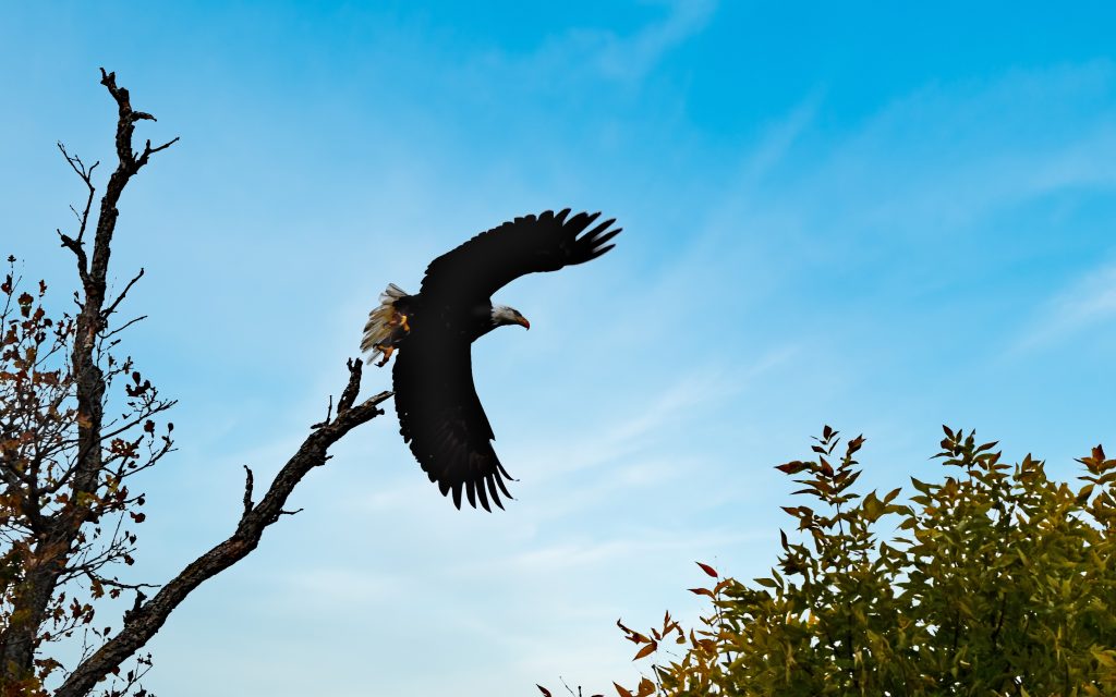 Eagle on Ottertail Lake, Photo by Neon Loon Communications