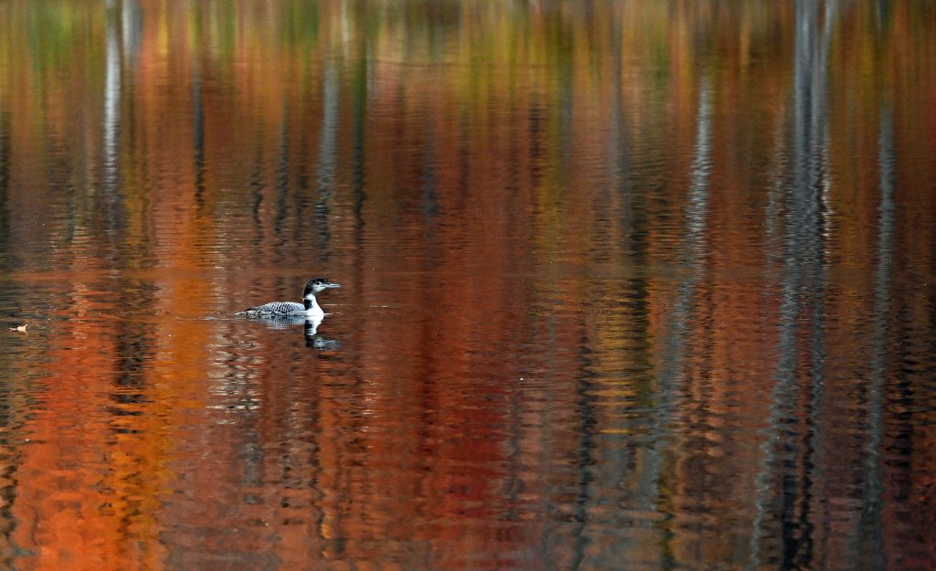 Maplewood State Park - October 2024 - Neon Loon Communications